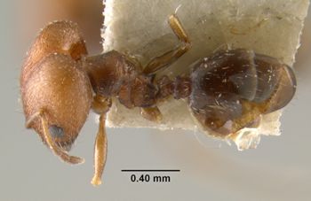 Media type: image;   Entomology 20728 Aspect: habitus dorsal view